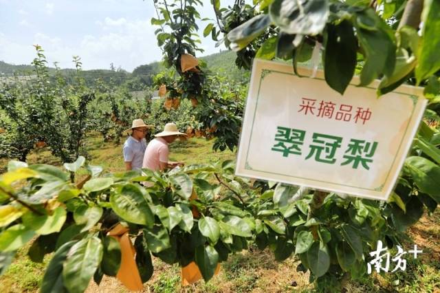 走進果場采摘水晶梨。梁素雅 攝