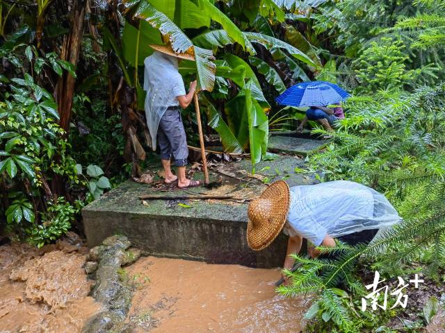 為保障陂嶺近三分之二村民用水，陂嶺村新老干部冒雨前往水源點解決集中供水問題。