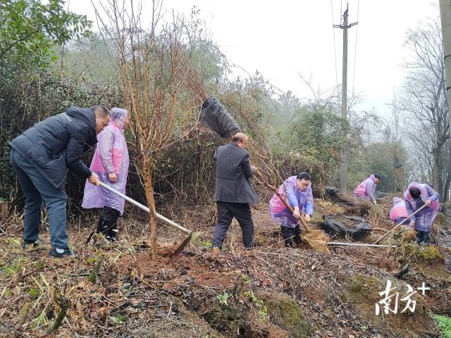 九陂鎮(zhèn)掀起全民義務植樹熱潮。