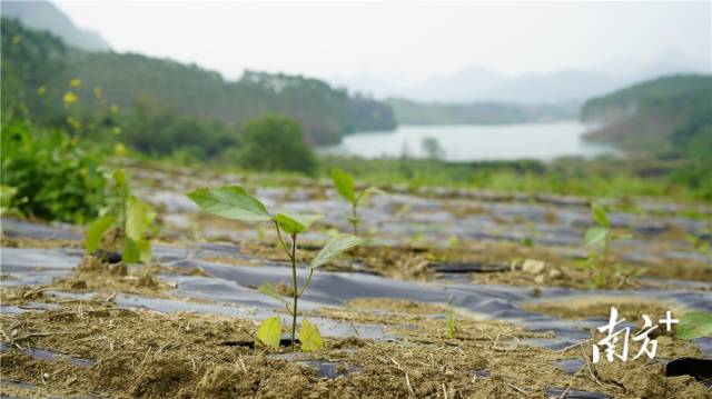 迎風(fēng)搖曳、綠意盎然的五指毛桃種苗。
