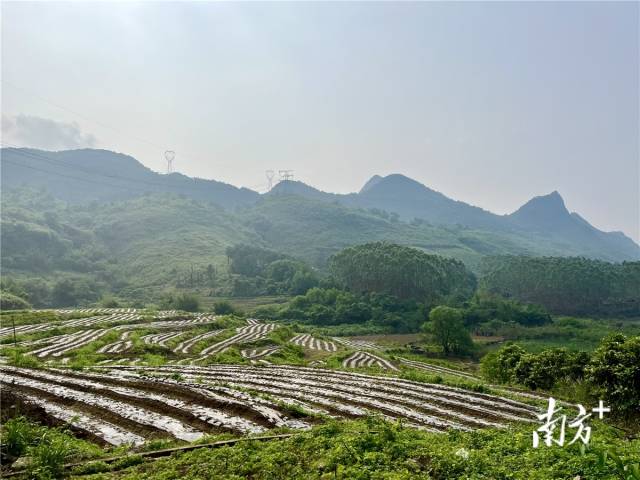 九陂鎮(zhèn)高相村打造的中藥材種植基地。