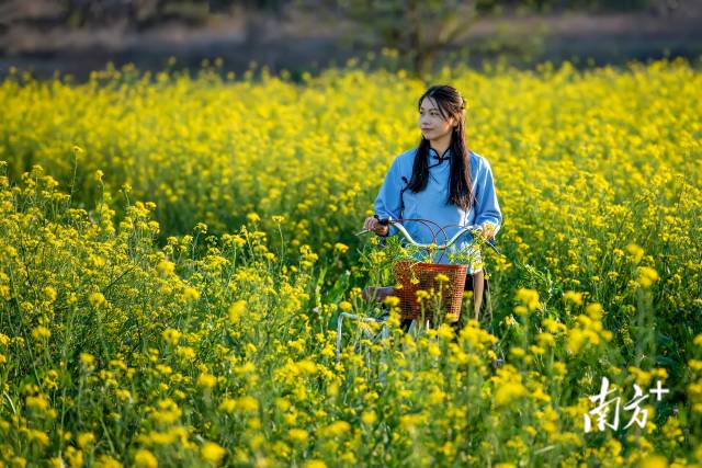 菜心花田。李少輝 攝