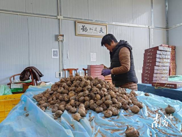 大富頭馬蹄獲評(píng)“嶺南生態(tài)氣候優(yōu)品”。
