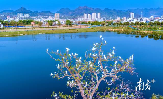 鳥類是“藍(lán)天精靈”，愛鳥護(hù)鳥，人人有責(zé)。羅敏 攝